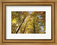 Framed Autumn Foliage Sunburst IV