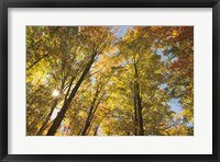 Framed Autumn Foliage Sunburst IV
