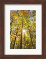 Framed Autumn Foliage Sunburst III