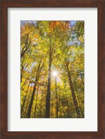 Framed Autumn Foliage Sunburst III