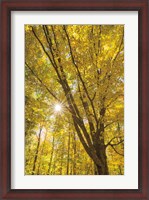 Framed Autumn Foliage Sunburst II