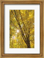 Framed Autumn Foliage Sunburst II