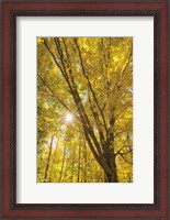 Framed Autumn Foliage Sunburst II