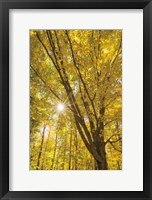 Framed Autumn Foliage Sunburst II