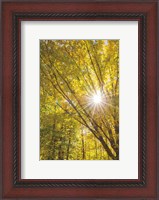Framed Autumn Foliage Sunburst I
