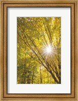Framed Autumn Foliage Sunburst I