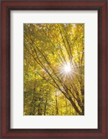 Framed Autumn Foliage Sunburst I