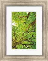 Framed Big Leaf Maple Trees V