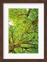 Framed Big Leaf Maple Trees V