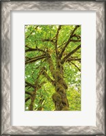 Framed Big Leaf Maple Trees IV