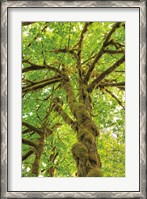 Framed Big Leaf Maple Trees IV