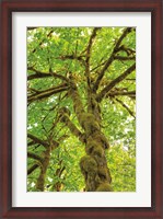 Framed Big Leaf Maple Trees IV