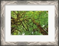 Framed Big Leaf Maple Trees III