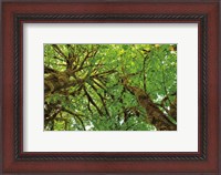 Framed Big Leaf Maple Trees III