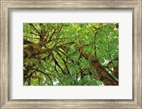 Framed Big Leaf Maple Trees III