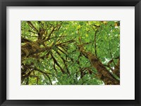 Framed Big Leaf Maple Trees III