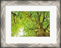 Framed Big Leaf Maple Trees II
