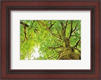 Framed Big Leaf Maple Trees II