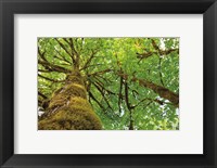 Framed Big Leaf Maple Trees I