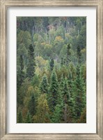 Framed Superior National Forest IV