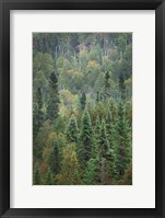 Framed Superior National Forest IV