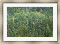 Framed Superior National Forest III