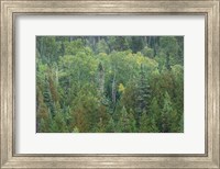 Framed Superior National Forest III