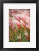 Framed Foxtail Barley V