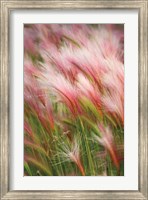 Framed Foxtail Barley V