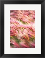 Framed Foxtail Barley IV