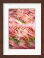 Framed Foxtail Barley IV