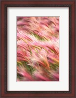 Framed Foxtail Barley IV