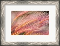 Framed Foxtail Barley III