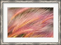 Framed Foxtail Barley III