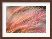 Framed Foxtail Barley III