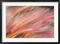 Framed Foxtail Barley III