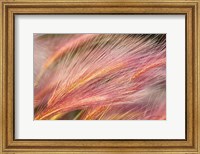 Framed Foxtail Barley III