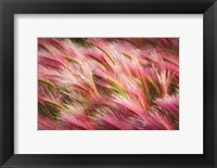 Framed Foxtail Barley II