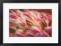 Framed Foxtail Barley II