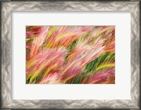 Framed Foxtail Barley I