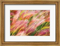 Framed Foxtail Barley I