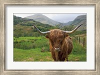 Framed Scottish Highland Cattle III
