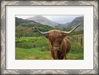 Framed Scottish Highland Cattle III