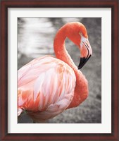 Framed Flamingo I on BW