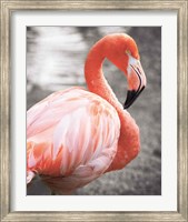 Framed Flamingo I on BW