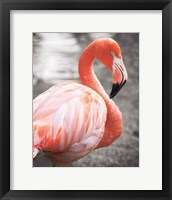 Framed Flamingo I on BW