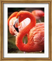 Framed Flamingo III