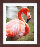 Framed Flamingo I