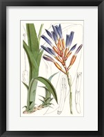Tropical Plants I Framed Print