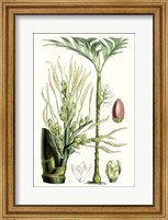 Framed Tropical Plants III